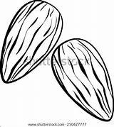 Almonds Drawing Almond Vector Coloring Shutterstock Template Sketch Salinas Miguel Angel Portfolio sketch template