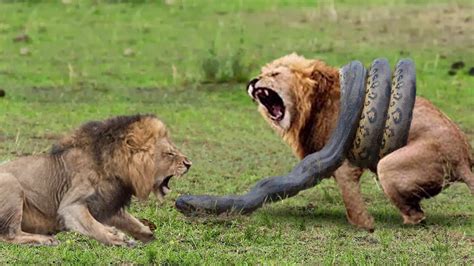 male lion engages   fierce showdown  enormous python   battle  survival