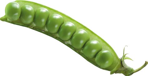 pea png images