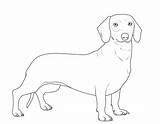 Dackel Ausmalbilder Hunde Ausmalen Ausdrucken Malvorlage Hundebilder Dachshund Hund Hunderassen sketch template