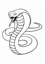 Cobra Schlange Schlangen Zeichnung Schlangenkopf sketch template