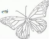 Butterfly Monarch Coloring Pages Printable Template Blank Realistic Outline Cycle Life Drawing Line Color Drawings Getdrawings Butterflies Cliparts Clipart Sheets sketch template
