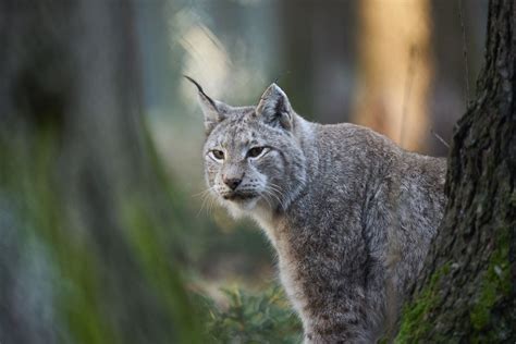 lux auf der suche foto bild tiere wildlife fotos bilder auf