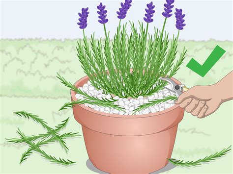 plant lavender  pots  steps  pictures wikihow