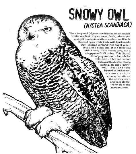 snowy owl coloring page coloring pages