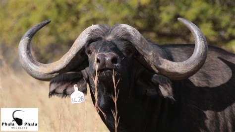 phala phala wildlife  stud game breeders present buffalo bull nduvo