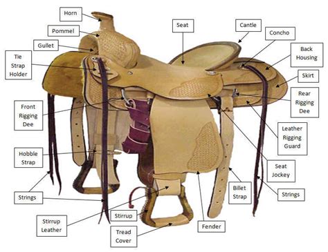 horse  saddle diagrams epic field notes