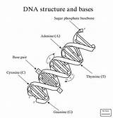 Dna Structure Coloring Worksheet Replication Drawing Pages Bases Biology Labeled Double Helix Key Printable Rna Answer Genetics Template Molecule Label sketch template