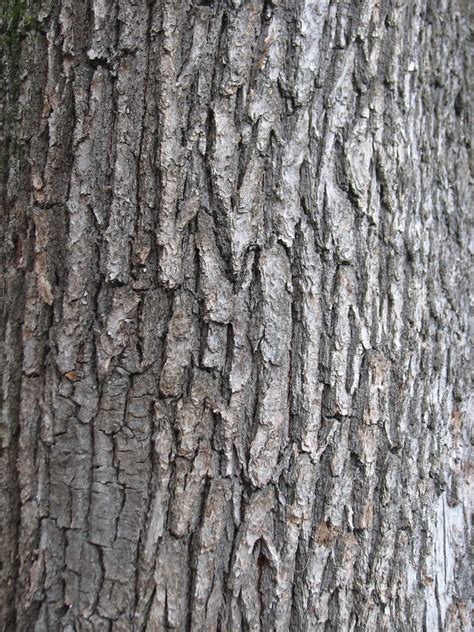tree texture  photo  freeimages