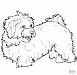 Havanese Hund Tzu Shih Malteser Maltese Havaneser Malvorlage Apso Lhasa Ausdrucken Bichon Supercoloring Bildern sketch template