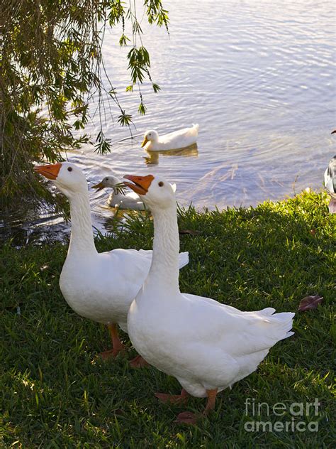 embden geese photograph  allan hughes fine art america