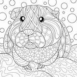 Pig Coloring Guinea Meerschweinchen Pigs Ausmalen Ausdrucken Ausmalbild Cavia Kleurplaat Mal Tegninger Svaere Dyr Omnilabo sketch template