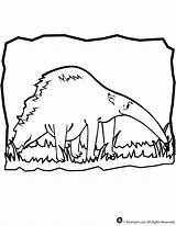 Coloring Anteater Library Clipart Pages Popular sketch template
