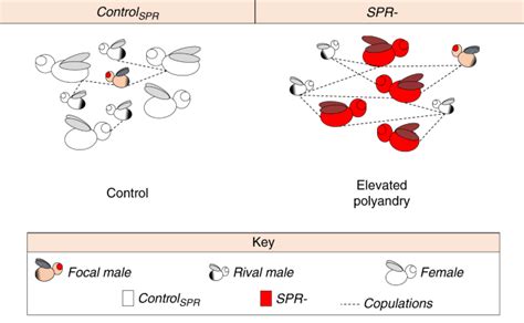 sex peptide receptor regulated polyandry modulates the balance of pre