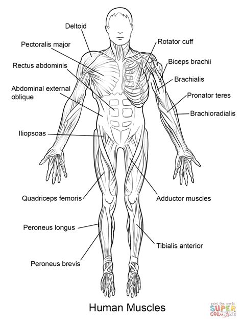 muscular system coloring pages   muscular system