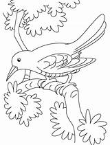 Cuckoo Coloring Pages Bird Branch Sitting Sad Birds Crows Kids Hummingbird Crow Designlooter Sheets Color Library Clipart Drawings 74kb Recommended sketch template
