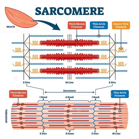 sarcomere muscular biology scheme vector illustration vectormine