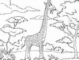 Coloring Giraffes sketch template