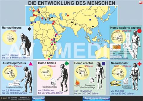 stammbaum evolution mensch