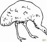 Emu Coloring Australian Template Animal Templates Designlooter Drawings 87kb 1200 sketch template