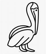 Pelican Coloring Clipartkey sketch template