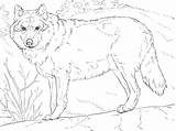Wolf Colorare Lupo Lobo Ausdrucken Kolorowanki Disegno Ausmalbilder Ausmalen Wolves Ausmalbild Gray Malvorlagen Wilk Erwachsene Grigio Lupi Kolorowanka Druku Disegnare sketch template