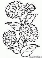 Dahlia Lily sketch template