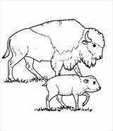 Bison Coloring Pages Baby Moms Printable Kids Coloringbay sketch template