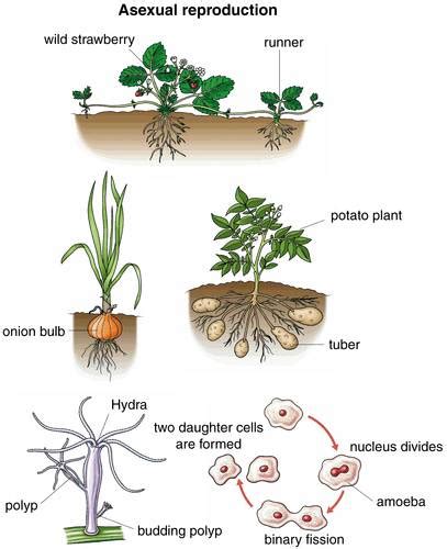 Asexual Reproduction In Plants Nams Site