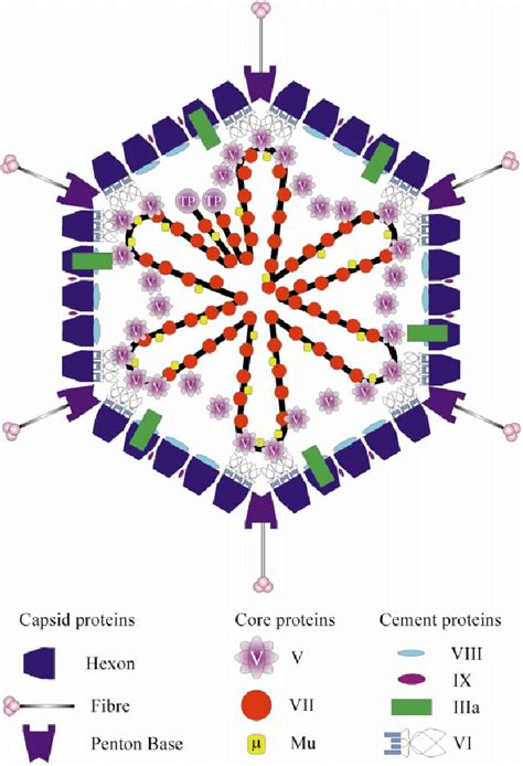 Structure Of Adenovirus The Locations Of The Capsid And Cement