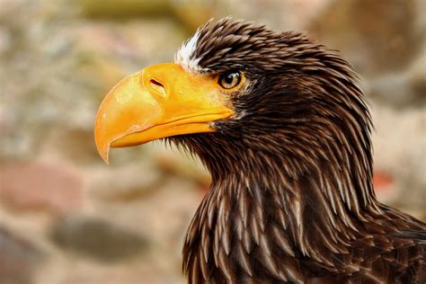 giant eagle adler bird raptor bird  prey animal clean public domain
