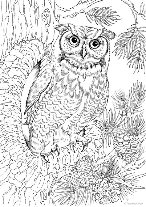 pin  amanda kay  coloring pages owl coloring pages bird coloring