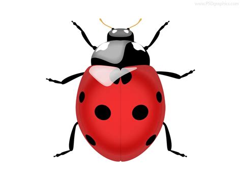 ladybug icon psd psdgraphics