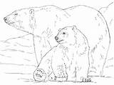 Orso Polare Orsi Polar Printmania sketch template