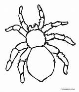 Spinne Ausdrucken Ausmalbild Kostenlos Malvorlagen sketch template