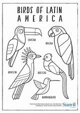 Coloring America Latin Pages Birds Colouring South Drawing Hispanic Heritage Printable Sheets American Pdf Animals Animal Month Getdrawings Sunvil Ilustrations sketch template