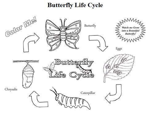 coloring page butterfly garden pinterest butterfly life cycle