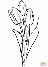 Tulips Coloring Tulip Pages Drawing Three Para Tulipanes Colorear Flower Outline Imprimir Dibujo Printable Da Supercoloring Kids Disegno Tulipani Fiori sketch template