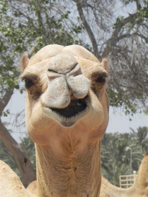 camels head   stock photo public domain pictures
