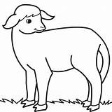 Coloring Lamb sketch template