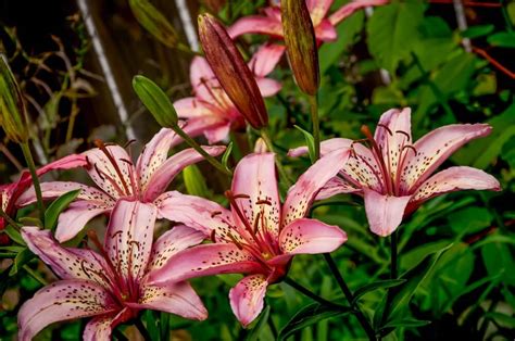 stargazer lily care   plant grow    thrive