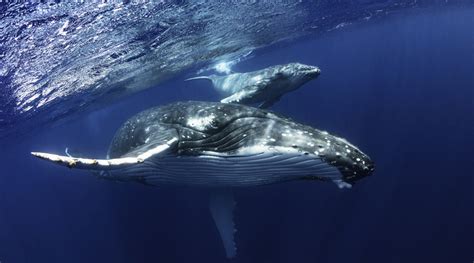 geheimen van de baleinwalvis natuurwijzer