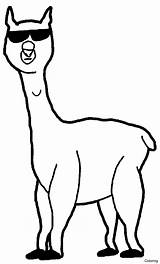 Alpaca Coloring Cool Pages Clipart Drawing Webstockreview Designlooter Wecoloringpage Gif sketch template