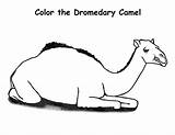 Camel Coloring Pages Printable Kids Bestcoloringpagesforkids sketch template