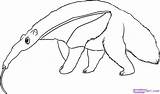 Anteater Drawing Coloring Pages Printable Draw Line Animals Rainforest Realistic Ant Kids Step Drawings Color Adults Choose Board Online sketch template