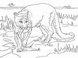 Coloring Cougar Pages Lion Mountain Printable South American Florida Panthers Puma Panther Color Drawing Kids Lions Supercoloring Sheet Print sketch template