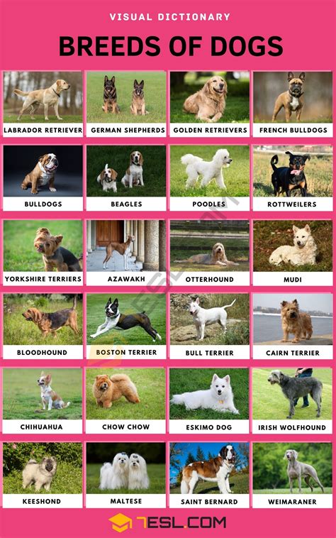 dog breeds  types  dogs  cool facts esl