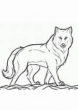 Lobos Wolf Mandalas Lobo Pintar Sencillos sketch template