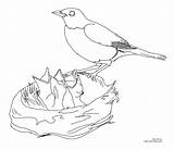 Nest Robins Coloringbay Template Getdrawings sketch template