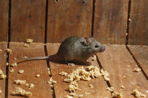 attracts mice   southern maryland  northern virginia home